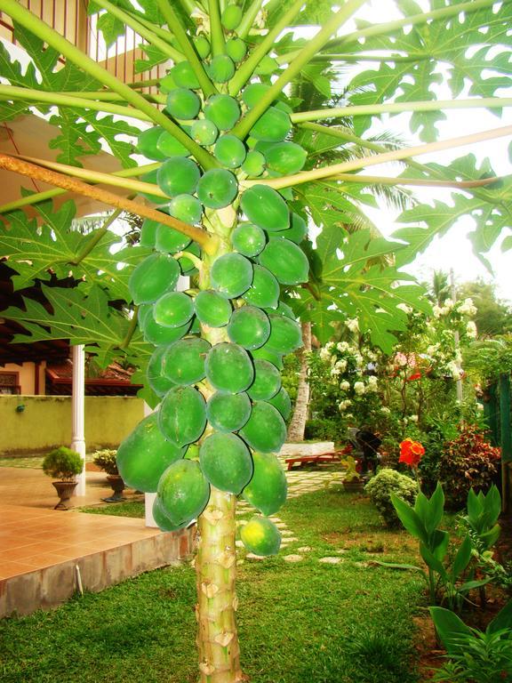 Bentota Homes المظهر الخارجي الصورة